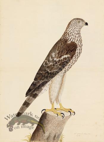 HONEY BUZZARD . PL 9